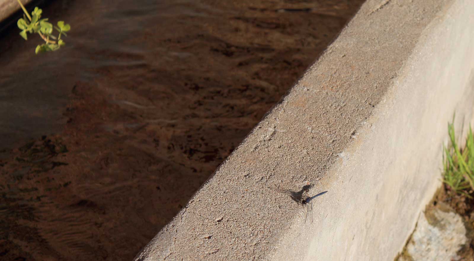 Joubert Park canal with dragonfly